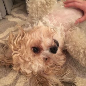 Meet your Posher, Zoe